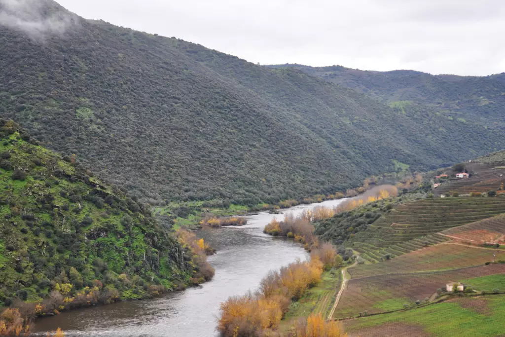 Arribes del Duero y los secretos de un AOVE único y singular