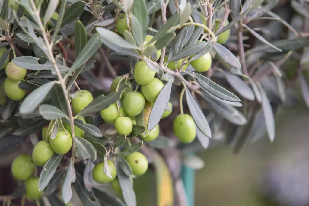 beneficios saludables del aceite de oliva virgen extra / Del olivo a tu mesa