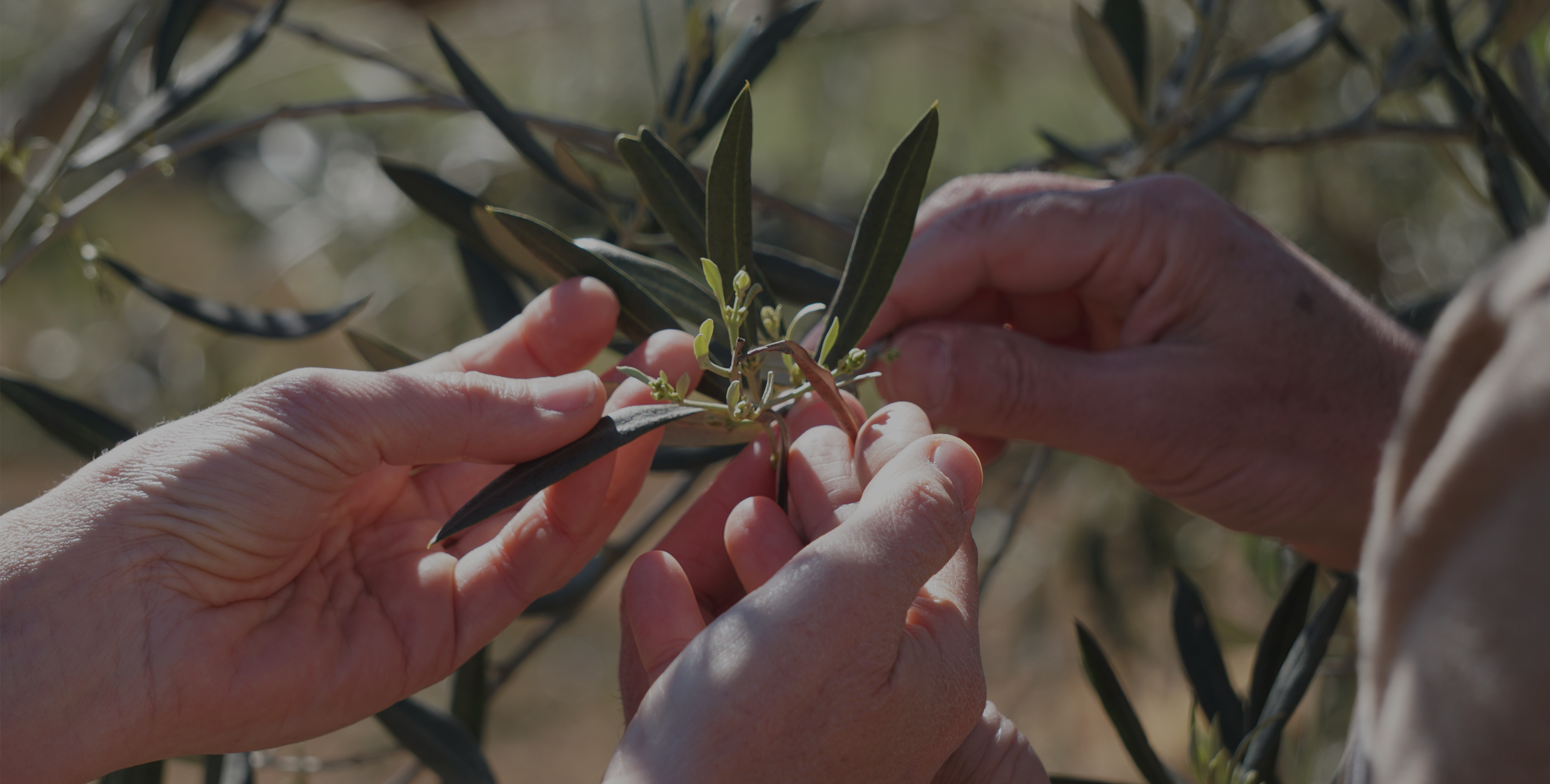 Comprar Aceite de Oliva Virgen Extra Ecológico AQ5 Sabores / D.O. Arribes del Duero