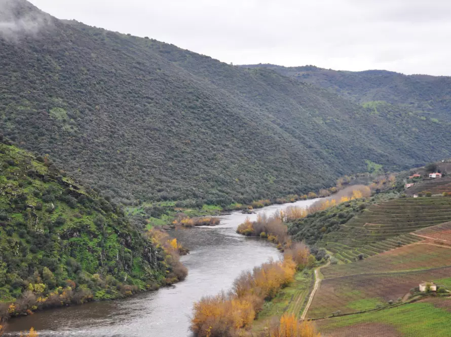 Arribes del Duero y los secretos de un AOVE único y singular